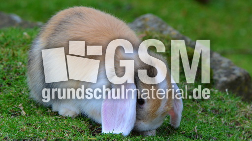 Widderkaninchen (13).jpg